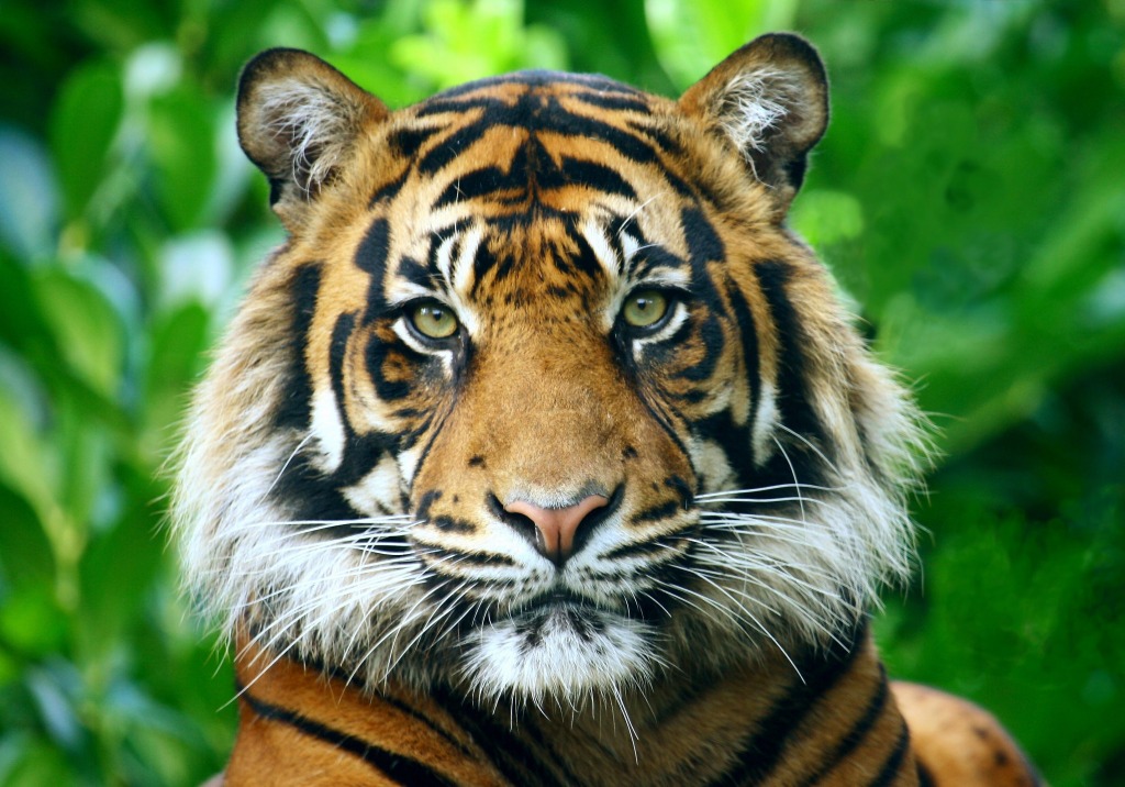 Sumatran Tiger jigsaw puzzle in Animals puzzles on TheJigsawPuzzles.com