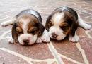 Beagles