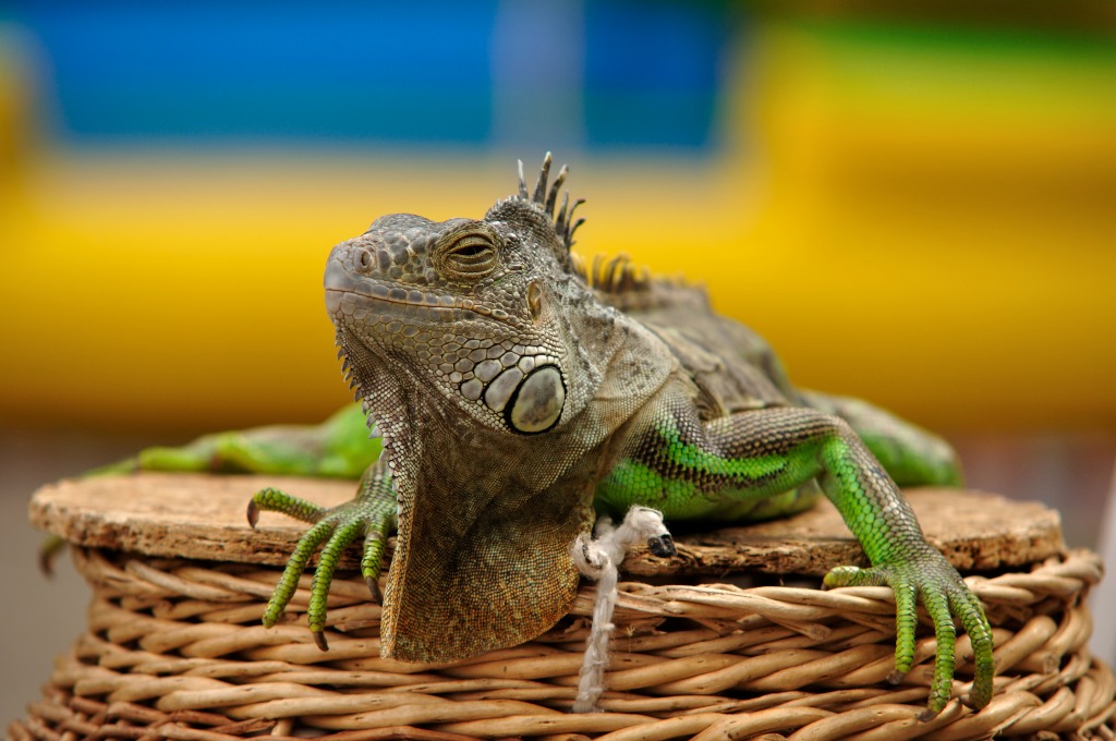 Iguana on Display jigsaw puzzle in Animals puzzles on TheJigsawPuzzles.com