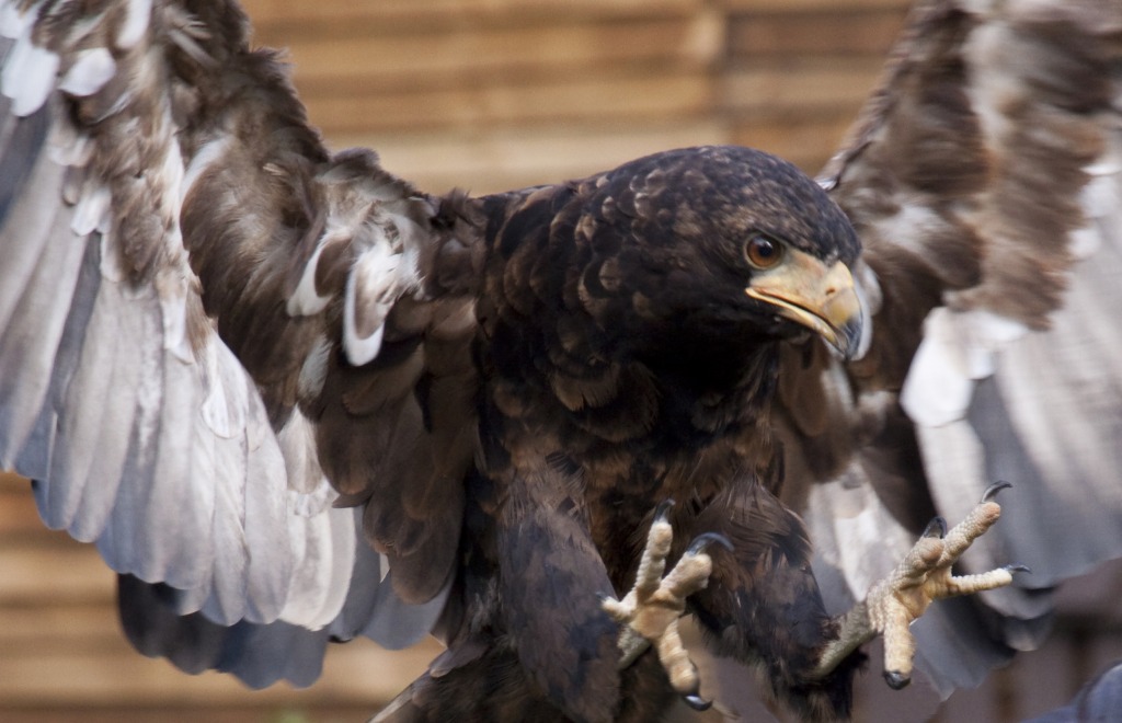 Bateleur Eagle jigsaw puzzle in Animals puzzles on TheJigsawPuzzles.com