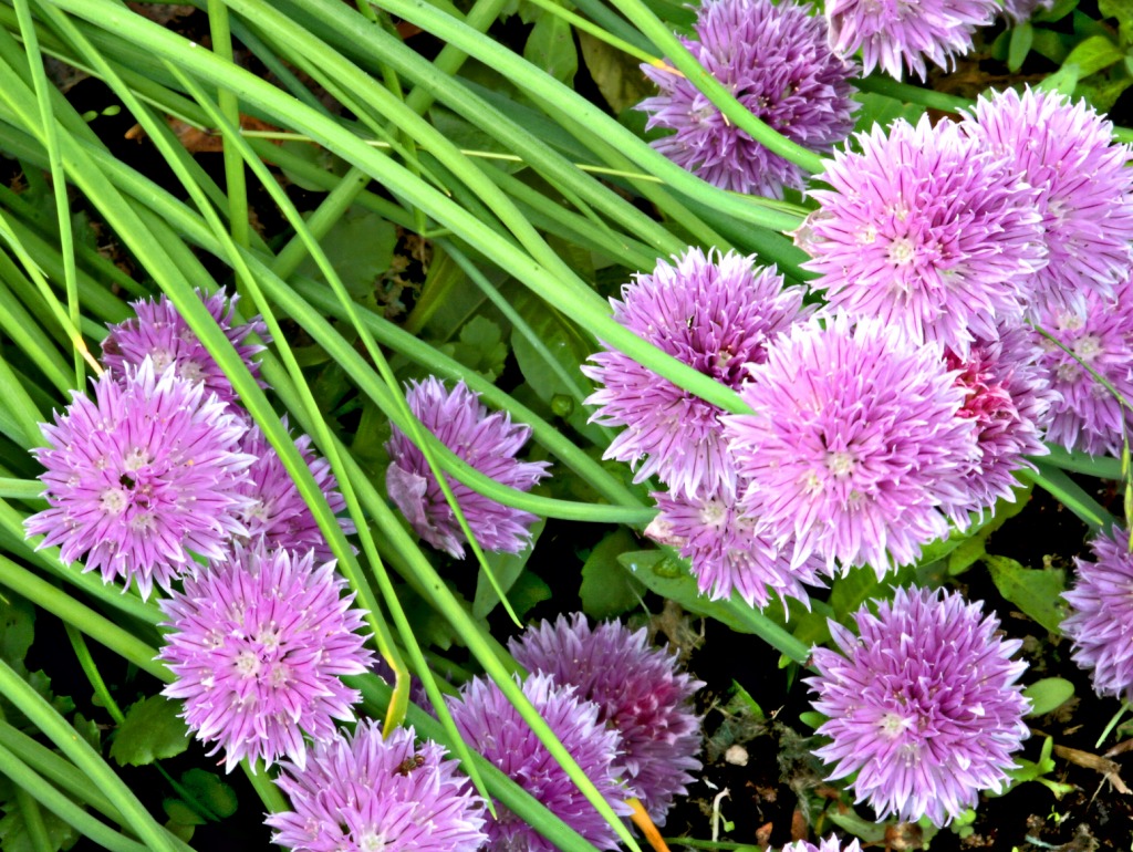 Chives jigsaw puzzle in Flowers puzzles on TheJigsawPuzzles.com
