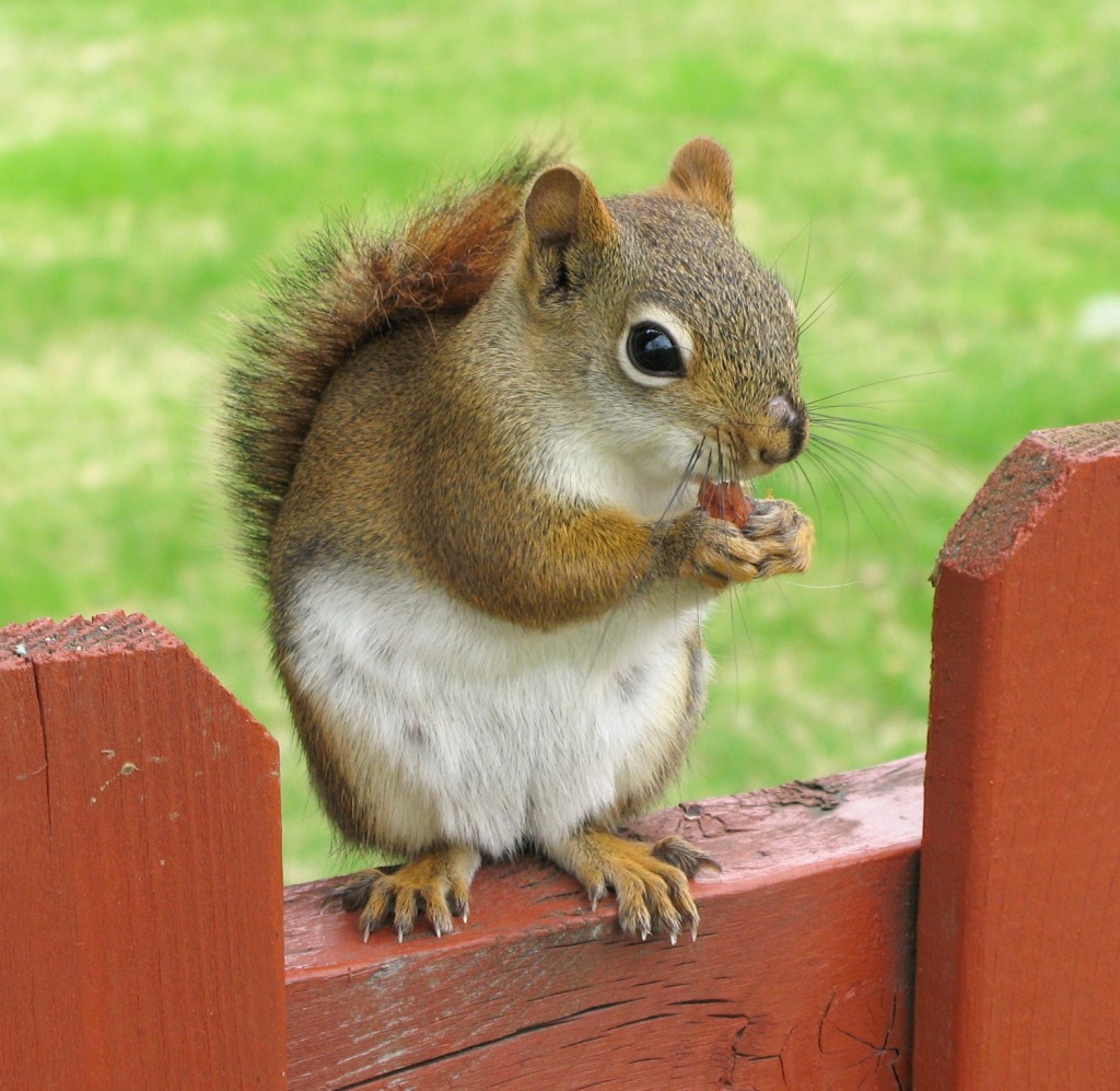 Red Squirrel jigsaw puzzle in Animals puzzles on TheJigsawPuzzles.com