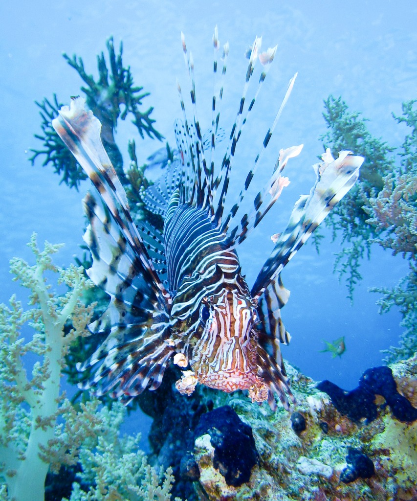 Lionfish jigsaw puzzle in Under the Sea puzzles on TheJigsawPuzzles.com