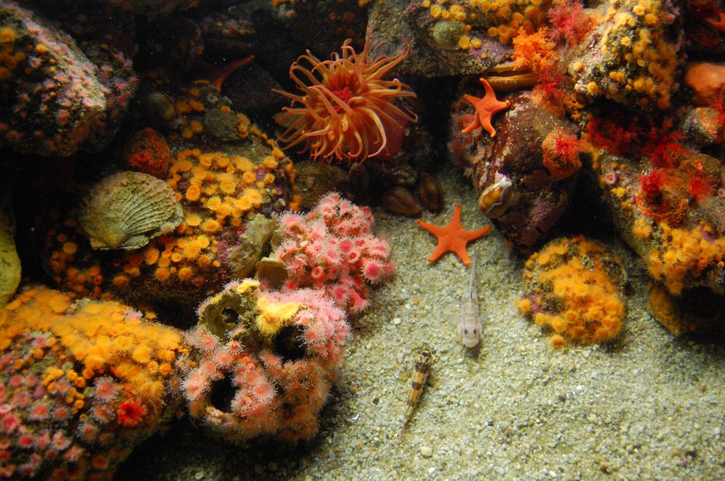 Monterey Bay Aquarium jigsaw puzzle in Under the Sea puzzles on TheJigsawPuzzles.com