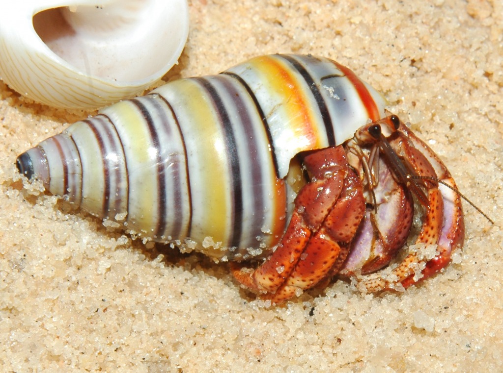 Hermit Crab jigsaw puzzle in Macro puzzles on TheJigsawPuzzles.com