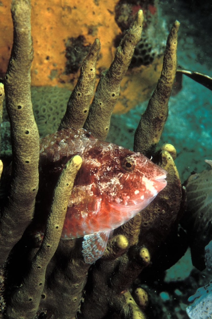 Redband Parrotfish jigsaw puzzle in Under the Sea puzzles on TheJigsawPuzzles.com