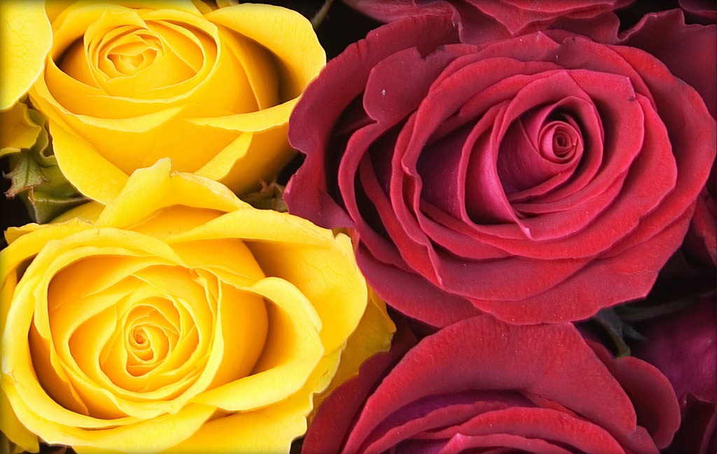 Roses jigsaw puzzle in Flowers puzzles on TheJigsawPuzzles.com