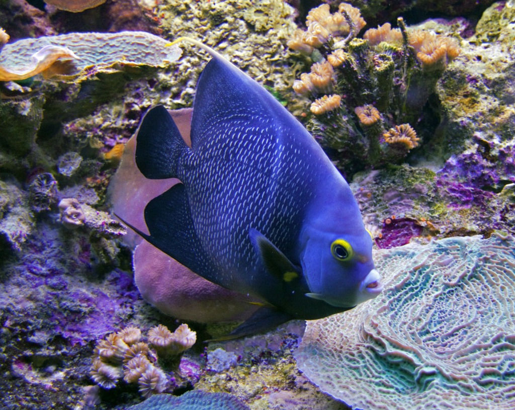 Blue Angelfish jigsaw puzzle in Under the Sea puzzles on TheJigsawPuzzles.com