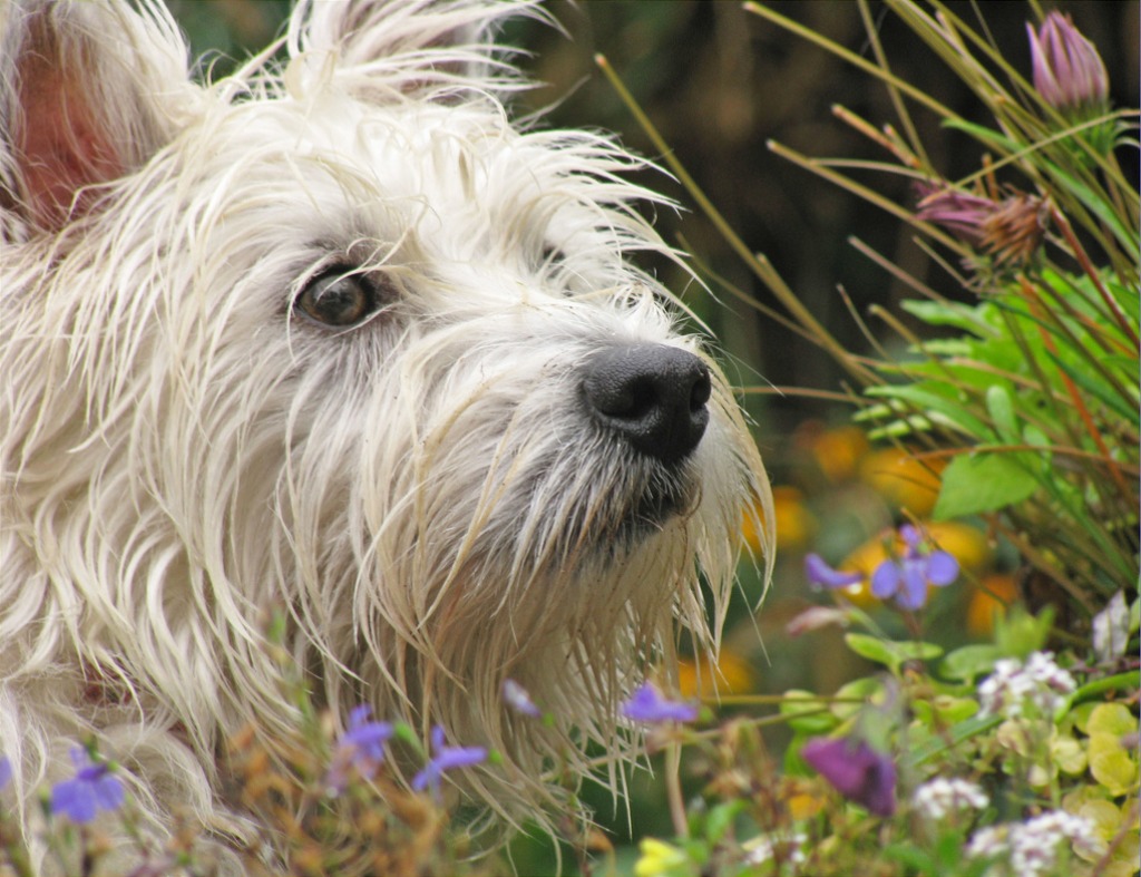 Scruffy Westie jigsaw puzzle in Animals puzzles on TheJigsawPuzzles.com