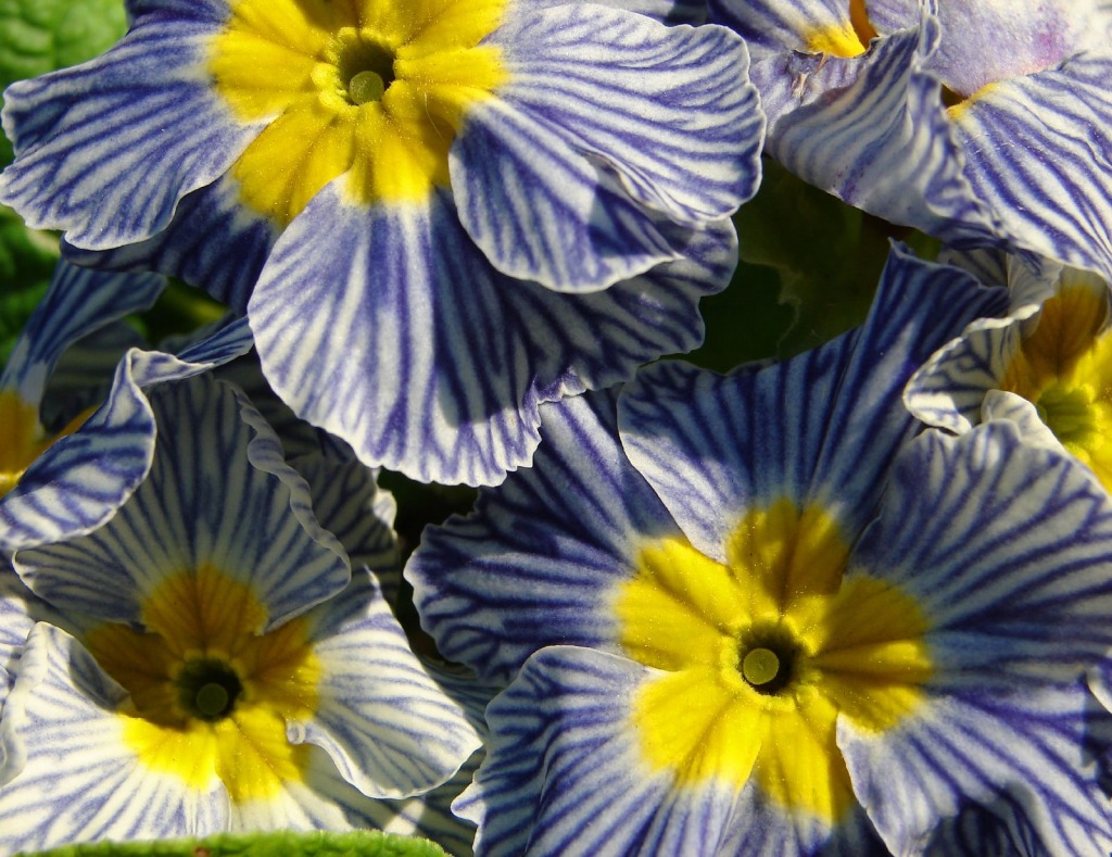 Winter Stunners jigsaw puzzle in Flowers puzzles on TheJigsawPuzzles.com