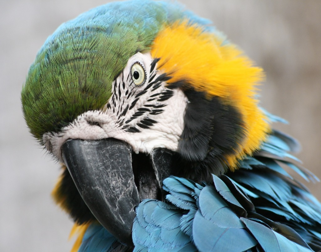 Blue-and-gold Macaw jigsaw puzzle in Animals puzzles on TheJigsawPuzzles.com