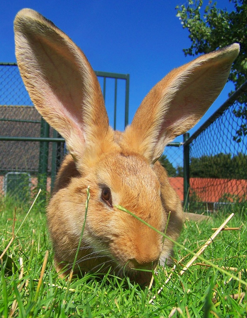 Rabbit jigsaw puzzle in Animals puzzles on TheJigsawPuzzles.com