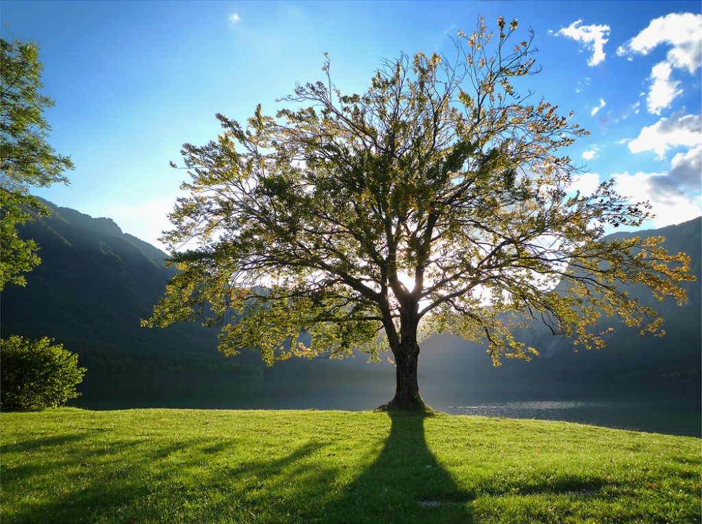 Lake Bohinj, Slovenia jigsaw puzzle in Great Sightings puzzles on TheJigsawPuzzles.com