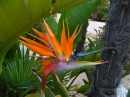 Strelitzia, Bird of Paradise