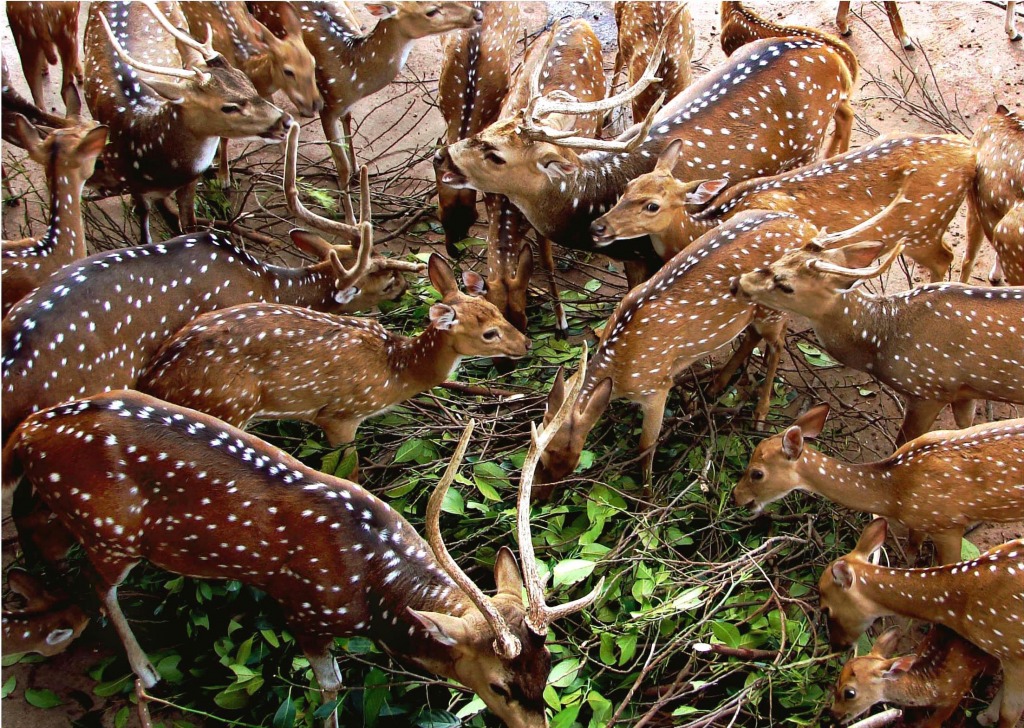 Spotted Deer jigsaw puzzle in Animals puzzles on TheJigsawPuzzles.com