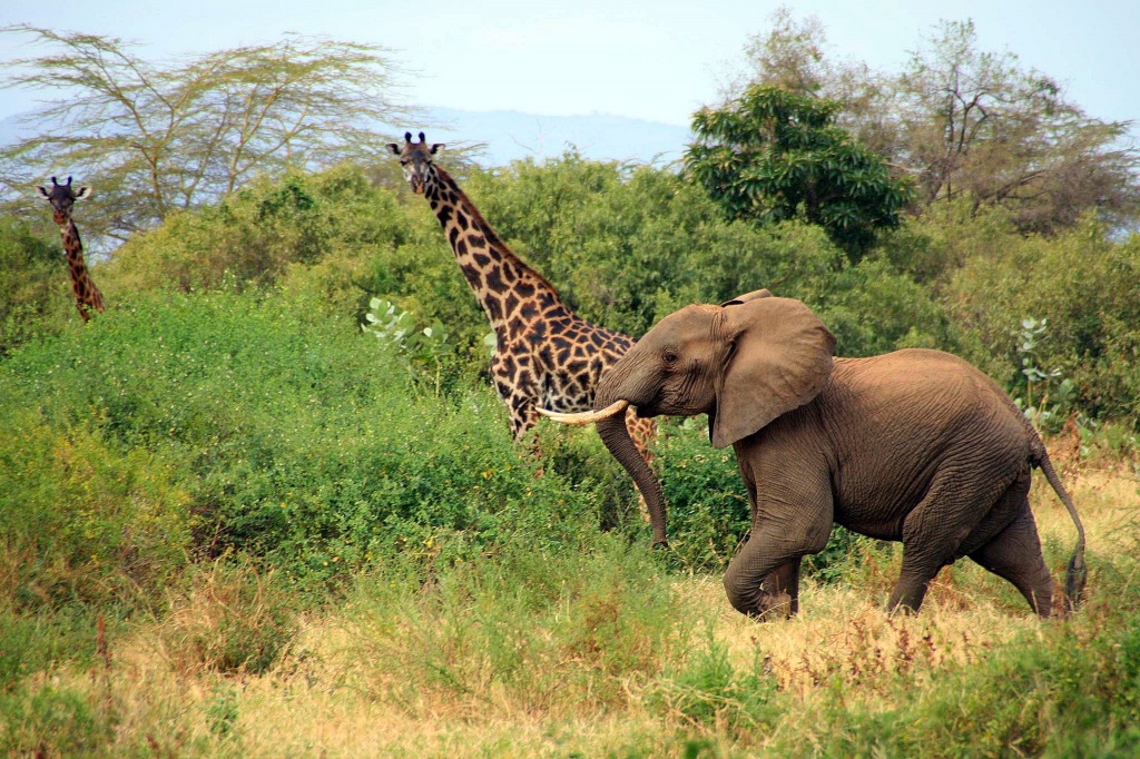 Lake Manyara, Tanzania jigsaw puzzle in Animals puzzles on TheJigsawPuzzles.com