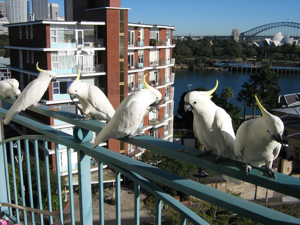 Cockatoos at Breakfast jigsaw puzzle in Animals puzzles on TheJigsawPuzzles.com