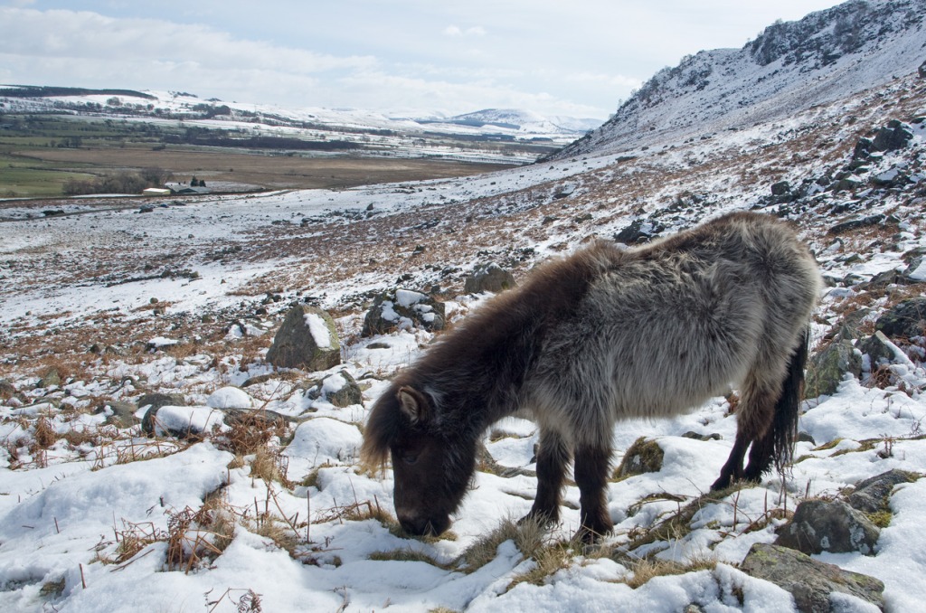 Shetland Pony jigsaw puzzle in Animals puzzles on TheJigsawPuzzles.com