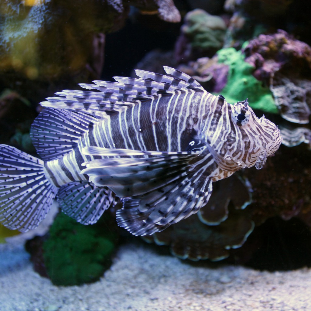 Lionfish jigsaw puzzle in Under the Sea puzzles on TheJigsawPuzzles.com