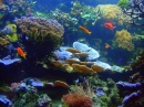 Coral Reef