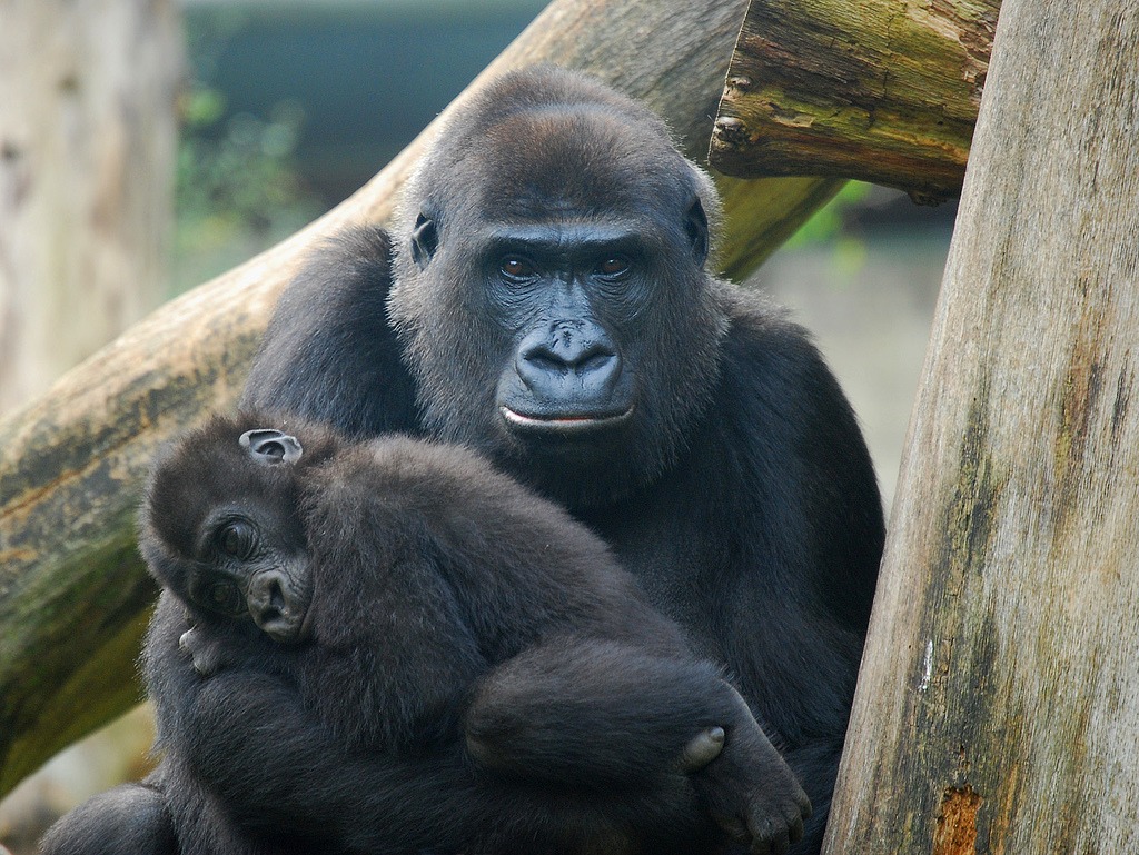 Mother and Baby Gorilla jigsaw puzzle in Animals puzzles on TheJigsawPuzzles.com