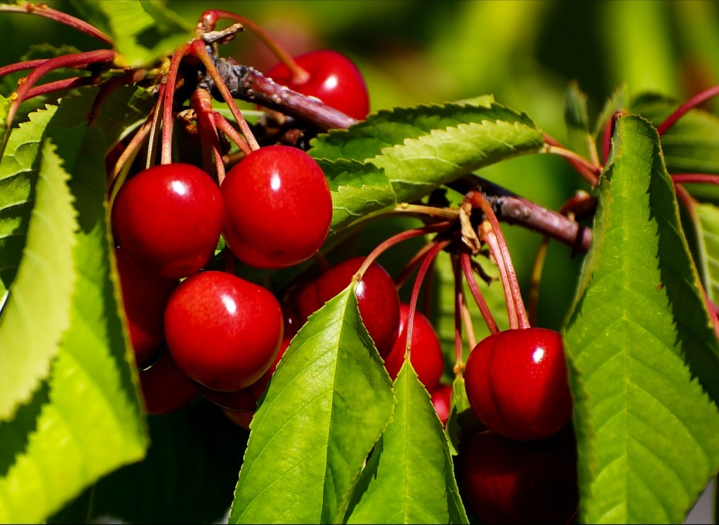 Fresh Cherries jigsaw puzzle in Fruits & Veggies puzzles on TheJigsawPuzzles.com