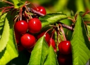 Fresh Cherries