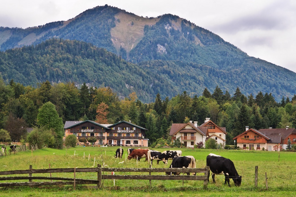 Cows in Abersee, Austria jigsaw puzzle in Animals puzzles on TheJigsawPuzzles.com