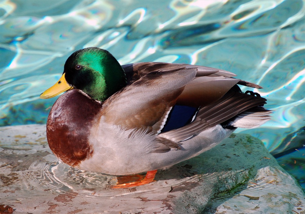 Mallard jigsaw puzzle in Animals puzzles on TheJigsawPuzzles.com