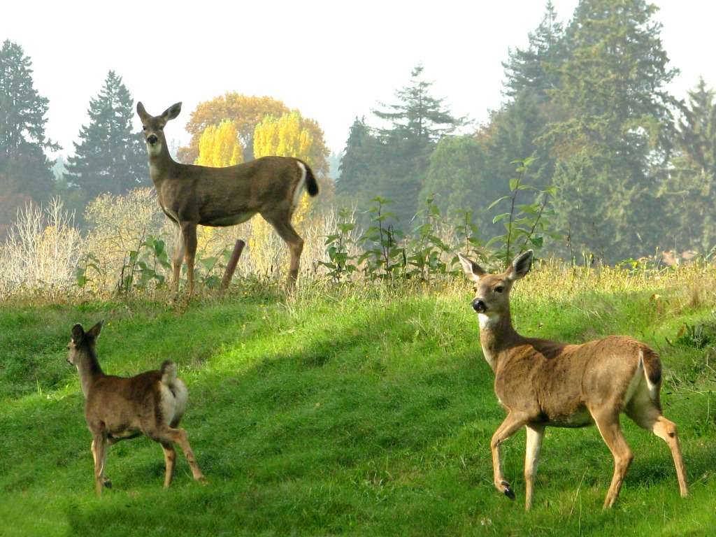 Deer jigsaw puzzle in Animals puzzles on TheJigsawPuzzles.com