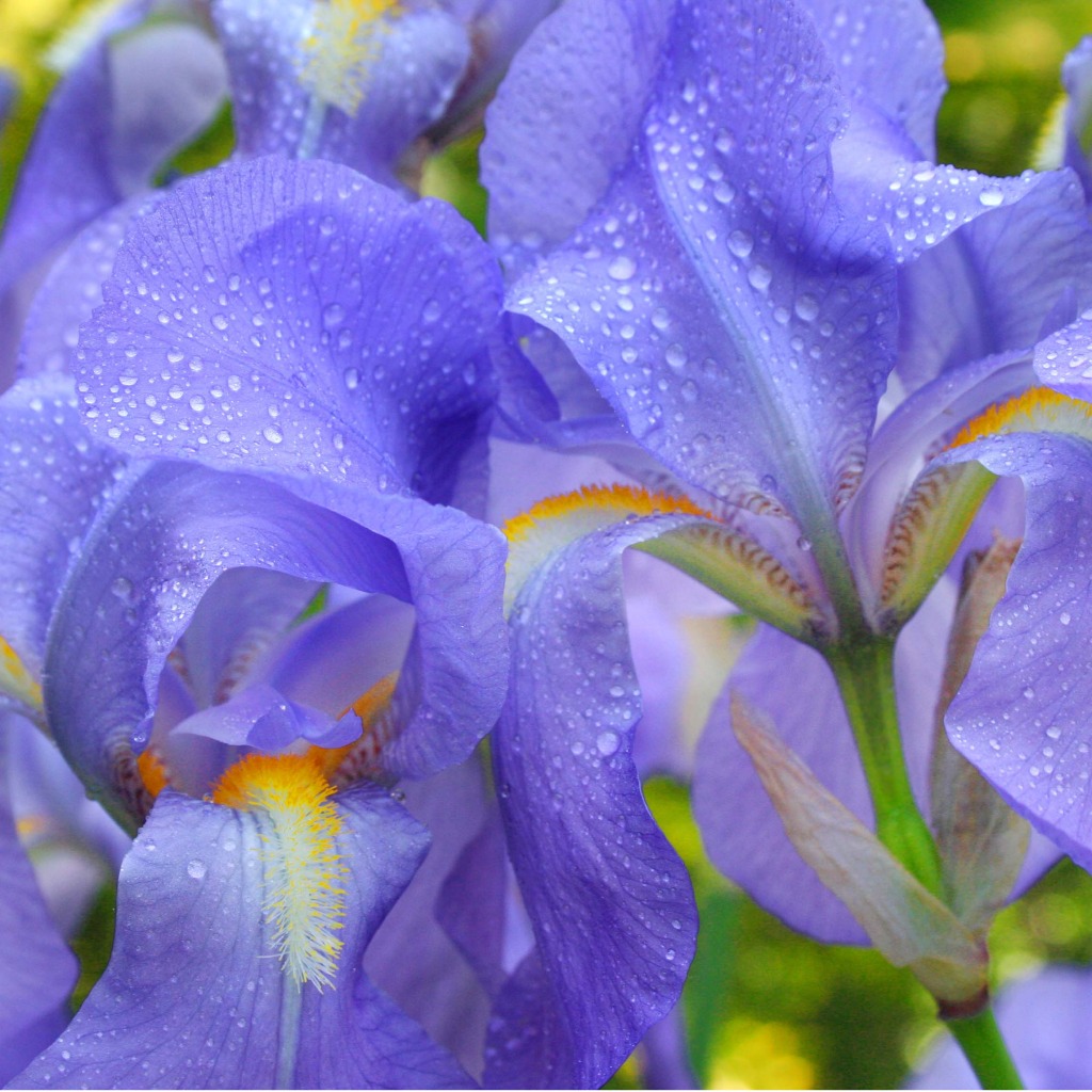 Iris jigsaw puzzle in Flowers puzzles on TheJigsawPuzzles.com