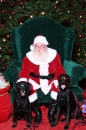 Cool Dog Xmas