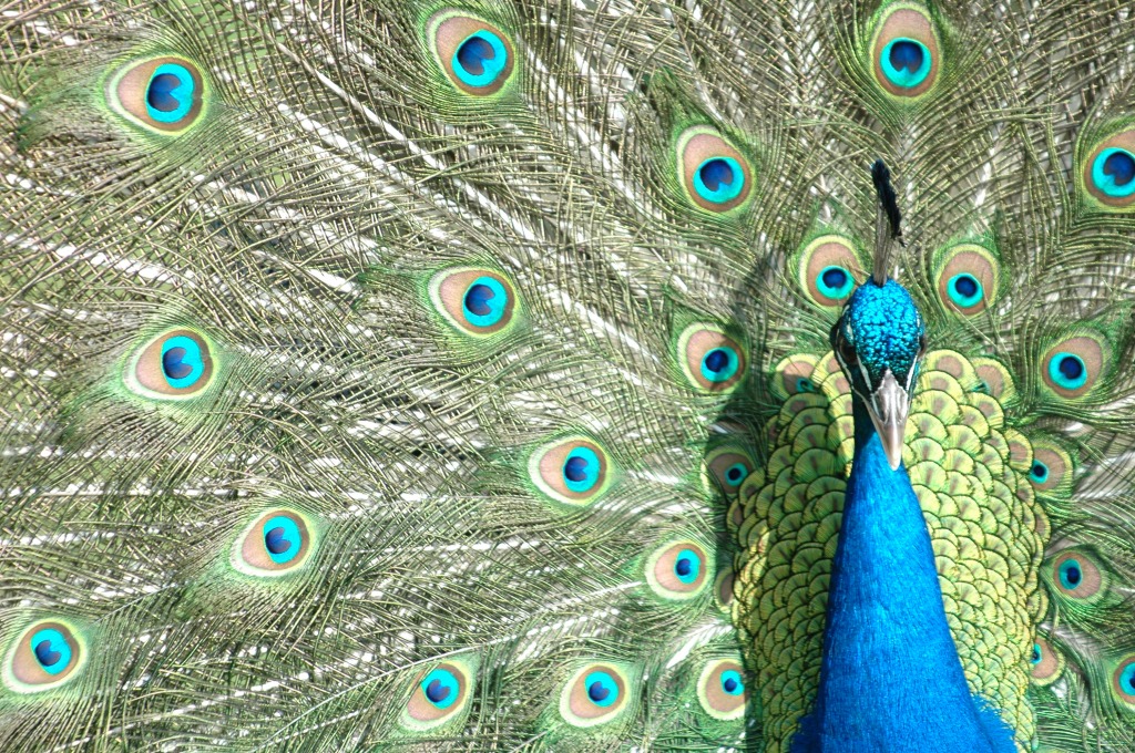 Peacock jigsaw puzzle in Animals puzzles on TheJigsawPuzzles.com