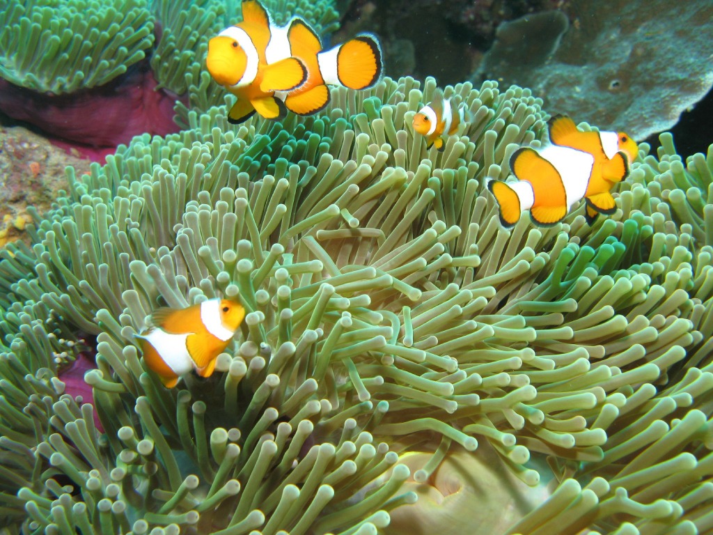 Clownfish jigsaw puzzle in Under the Sea puzzles on TheJigsawPuzzles.com