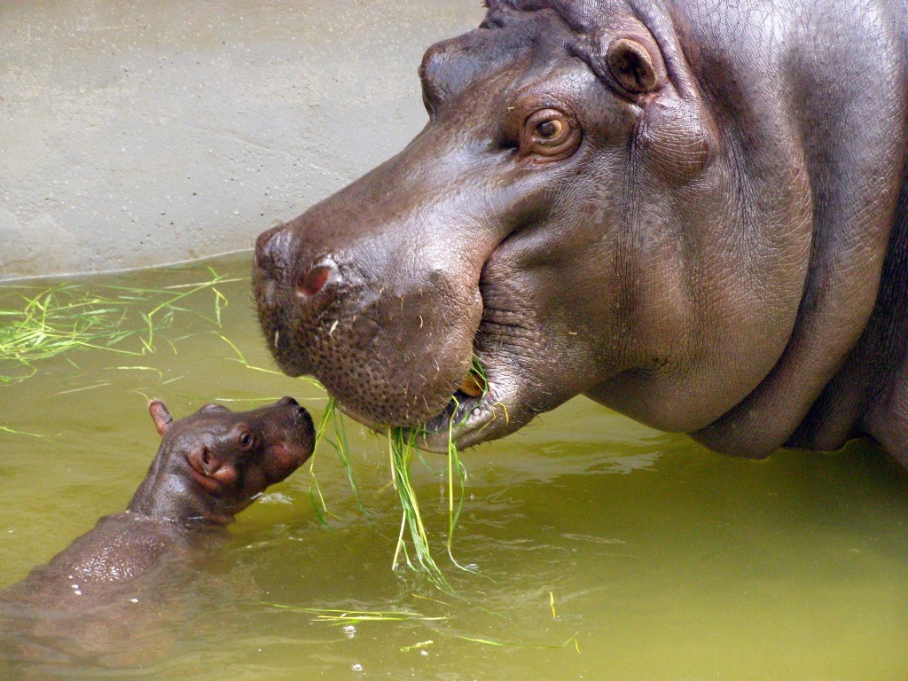 Mama Eet jigsaw puzzle in Animals puzzles on TheJigsawPuzzles.com