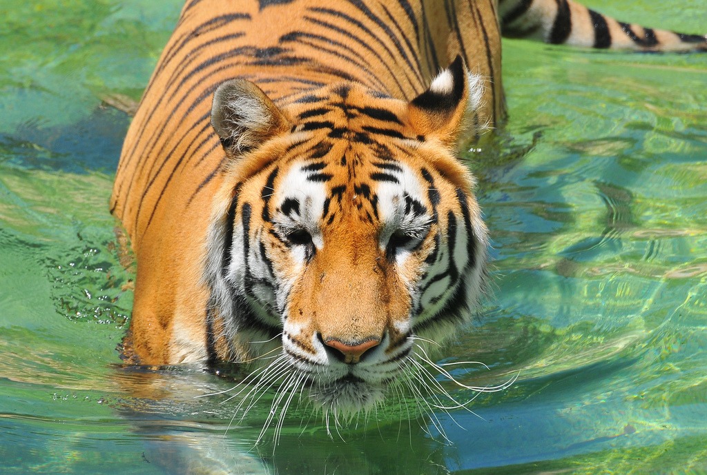 Tiger Bathing jigsaw puzzle in Animals puzzles on TheJigsawPuzzles.com