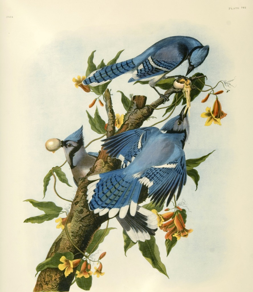 Blue Jays jigsaw puzzle in Animals puzzles on TheJigsawPuzzles.com