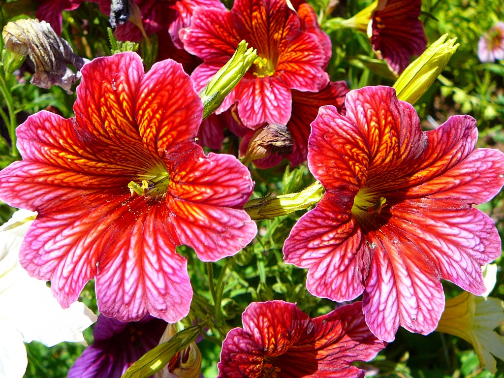 Salpiglossis jigsaw puzzle in Flowers puzzles on TheJigsawPuzzles.com