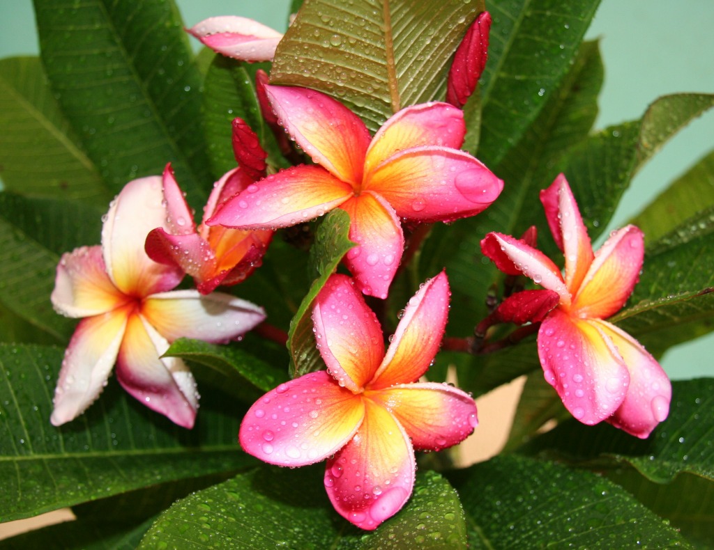 Hawaii Plumeria jigsaw puzzle in Macro puzzles on TheJigsawPuzzles.com