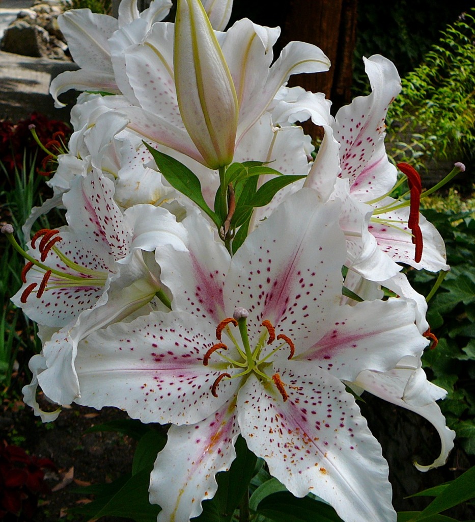Lily jigsaw puzzle in Flowers puzzles on TheJigsawPuzzles.com
