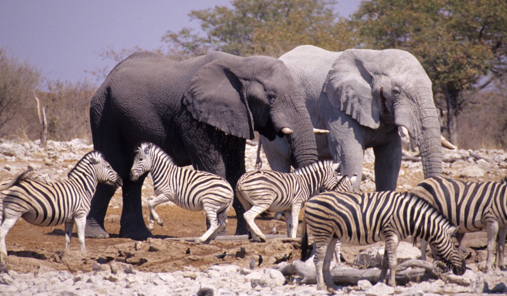 Etosha National Park, Namibia jigsaw puzzle in Animals puzzles on TheJigsawPuzzles.com