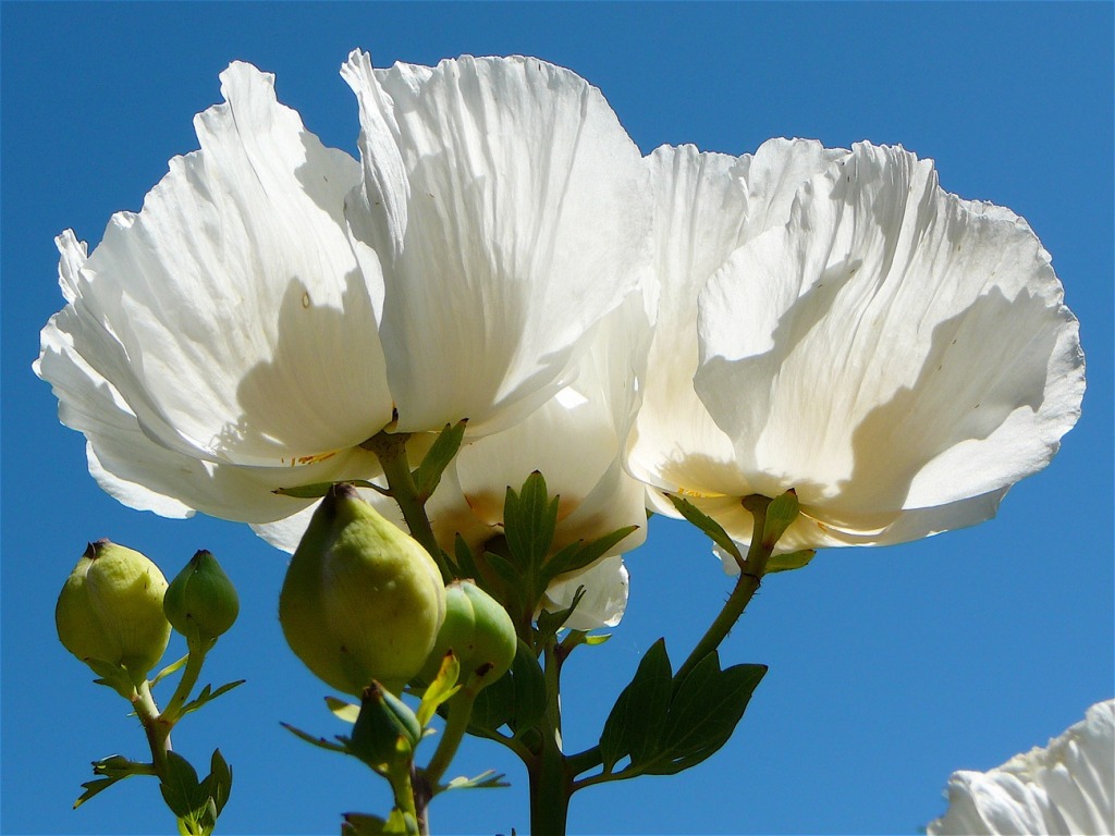 Matilija Poppy jigsaw puzzle in Flowers puzzles on TheJigsawPuzzles.com