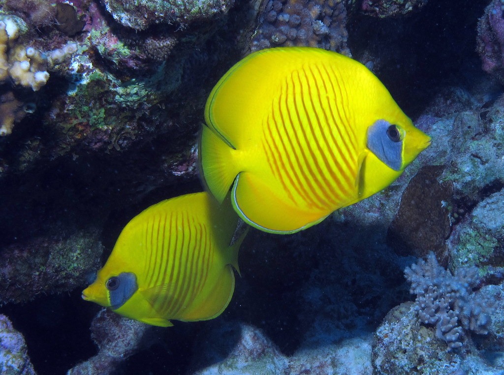 Masked Butterflyfish jigsaw puzzle in Under the Sea puzzles on TheJigsawPuzzles.com