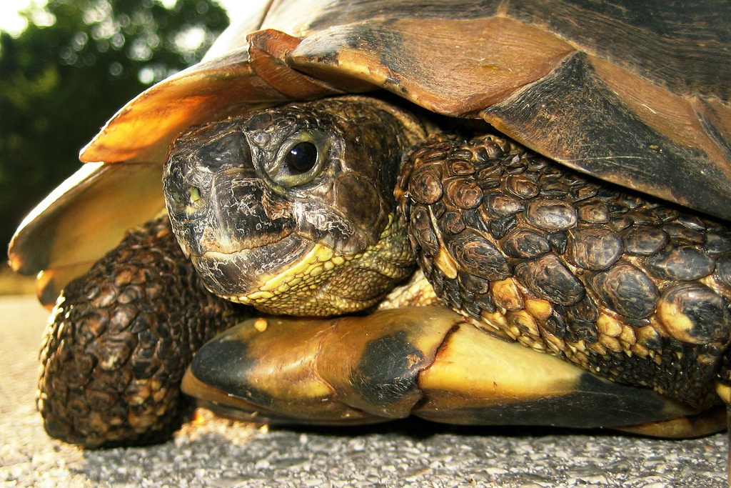 Turtle Close-up jigsaw puzzle in Macro puzzles on TheJigsawPuzzles.com