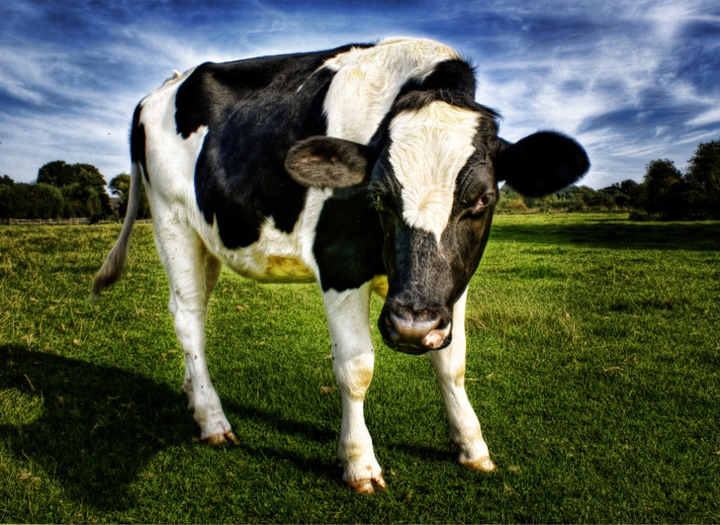 No, I don't Got Milk jigsaw puzzle in Animals puzzles on TheJigsawPuzzles.com