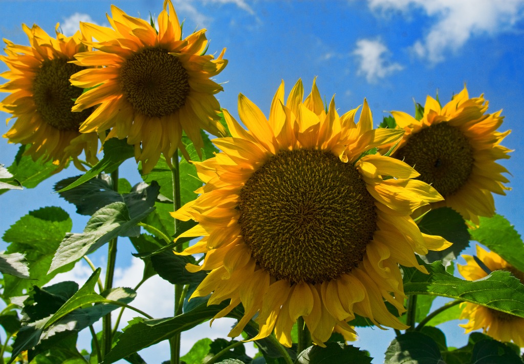 Sunflowers jigsaw puzzle in Flowers puzzles on TheJigsawPuzzles.com