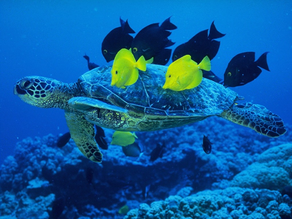 Sea Turtle Being Cleaned by Yellow Tang jigsaw puzzle in Under the Sea puzzles on TheJigsawPuzzles.com
