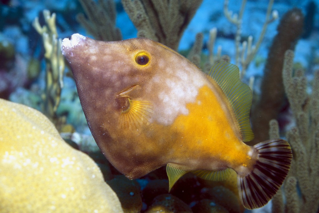 Whitespot Filefish, Netherland Antilles jigsaw puzzle in Under the Sea puzzles on TheJigsawPuzzles.com