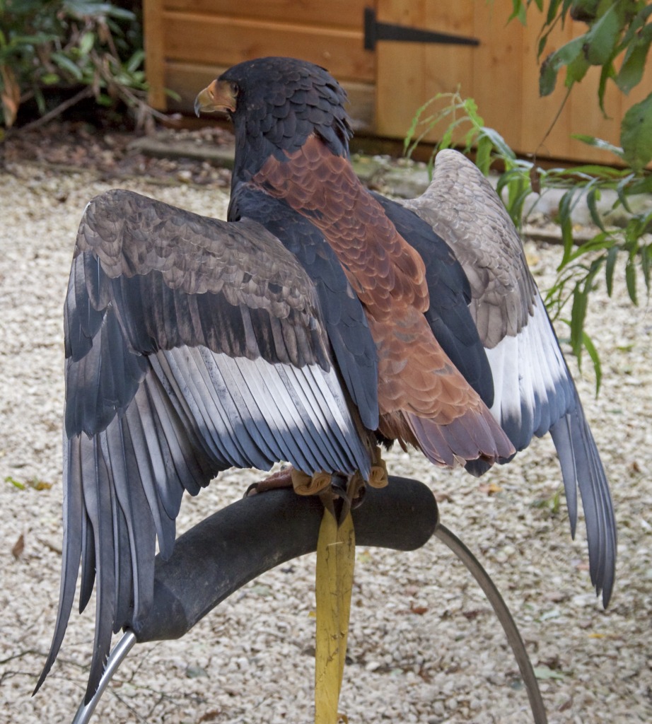 Bateleur Eagle jigsaw puzzle in Animals puzzles on TheJigsawPuzzles.com