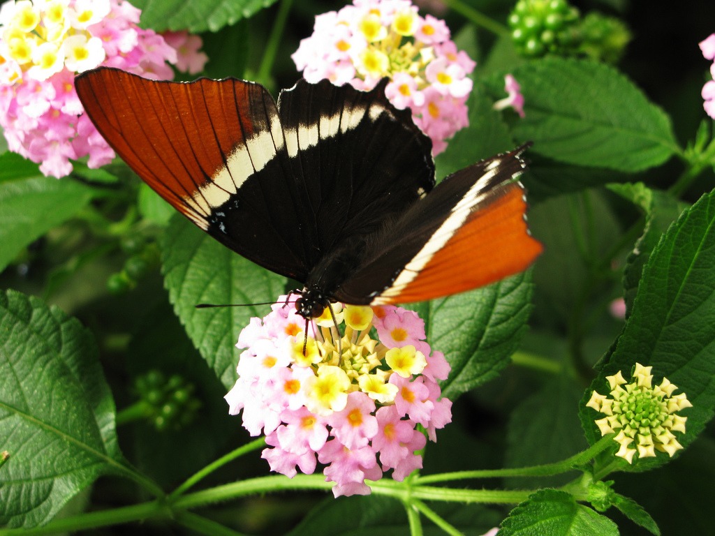 Butterfly Garden jigsaw puzzle in Puzzle of the Day puzzles on TheJigsawPuzzles.com